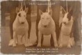 /album/fotogalerie-rising-sun-joes-star/a57094407-2391460801143367-4484306947809476608-n-jpg1/